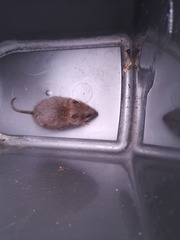 Please identify this rodent for me