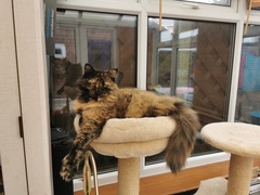 Anyone else's cat have an 'It wasn't me!' face? Pics please!
