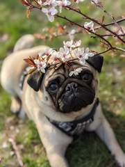 Puppy Survival Thread: muddy footprints into Spring 2022