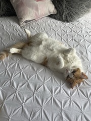 Anyone else's cat have an 'It wasn't me!' face? Pics please!