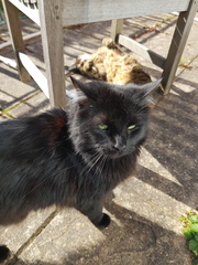 Thug cat part 4.  After all, it's not my Axminster.
