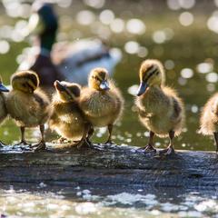 No one needs to see your ducking LFT photos!
