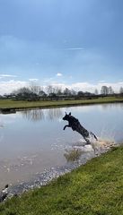 Favourite ever picture of your dog.