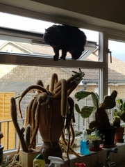 Not my cats and friends