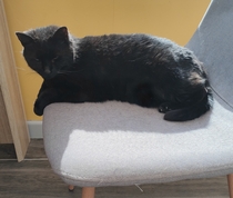 Too Many Cats
