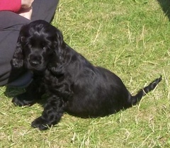 Favourite ever picture of your dog.
