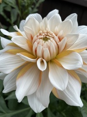 Who’s growing Dahlias this year