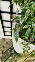 Help! Is my Nandina Obsession dying? With pictures