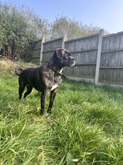 Favourite ever picture of your dog.
