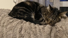 Do you think my cat is gorgeous?