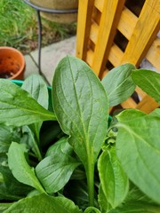 What is this plant?