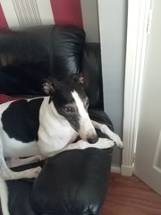 The most placid, easy going breeds