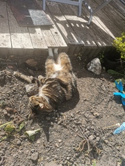 Show us your pictures of your cat(s) mellowing out in the sunshine.