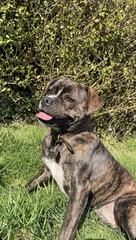 Favourite ever picture of your dog.