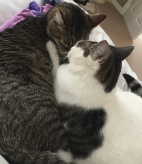 Too Many Cats