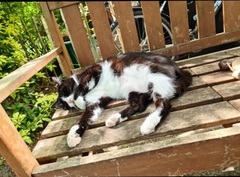 Show us your pictures of your cat(s) mellowing out in the sunshine.