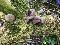 Any Witches Here? Part 16