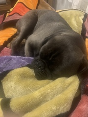 Positive puppy/dog ownership