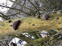 Any Witches Here? Part 16