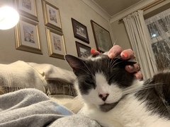 Not my cats and friends
