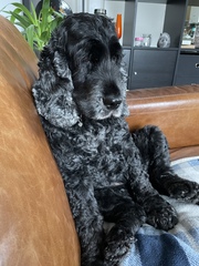 Favourite ever picture of your dog.