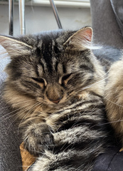 Do you think my cat is gorgeous?