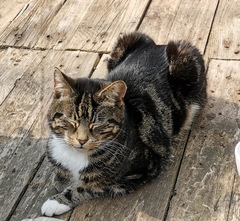 Show us your pictures of your cat(s) mellowing out in the sunshine.