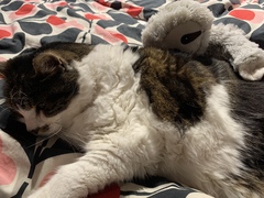 Problems in elderly cat