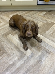 Wide plank or Herringbone