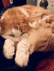 Cancer support thread #82