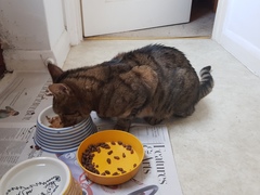 Thug cat part 4.  After all, it's not my Axminster.