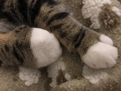Bee/wasp/other sting on paw?