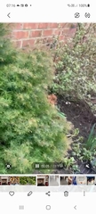 Plant identity