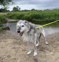 Lurcher - what do I need to know?