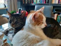 Too Many Cats