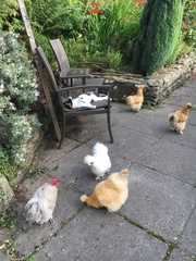 Can I have chickens if I have cats?