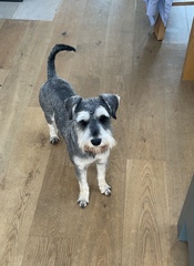 Calling all experienced dog owners for advice- first time dog owners after small family dog