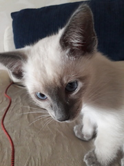 How can I find the right breeder for Siamese?
