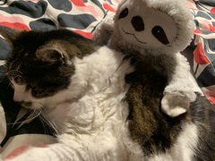 Problems in elderly cat
