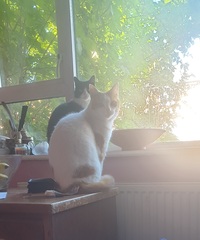 Show us your pictures of your cat(s) mellowing out in the sunshine.