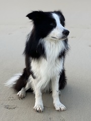 Favourite ever picture of your dog.