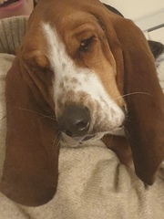 Favourite ever picture of your dog.