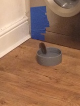 Anyone else's cat have an 'It wasn't me!' face? Pics please!