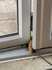 Thug cat part 4.  After all, it's not my Axminster.