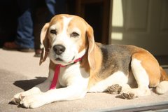 Is this a pure beagle?