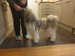 Favourite ever picture of your dog.