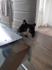 Do you think my cat is gorgeous?