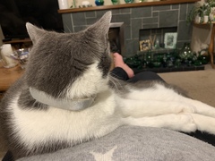 Not my cats and friends