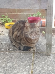 Thug cat part 4.  After all, it's not my Axminster.