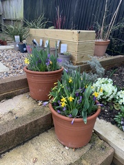 Lasagne planting
